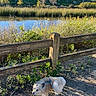 Bear joined the competition — help win amazing prizes! dog, leash, fence, dirt_path, pond, water, grass, bushes, trees, sky, outdoor, nature, sunlight, shadow, pet, animal, walk, greenery, wood, daytime