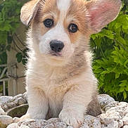 Gimli a rejoint le concours — aidez-le/la à gagner de superbes lots ! puppy, dog, young_animal, cute, fluffy, outdoor, greenery, flower, stone_sculpture, pet, animal, portrait, ears, nose, fur, nature, garden, closeup, sitting, adorable