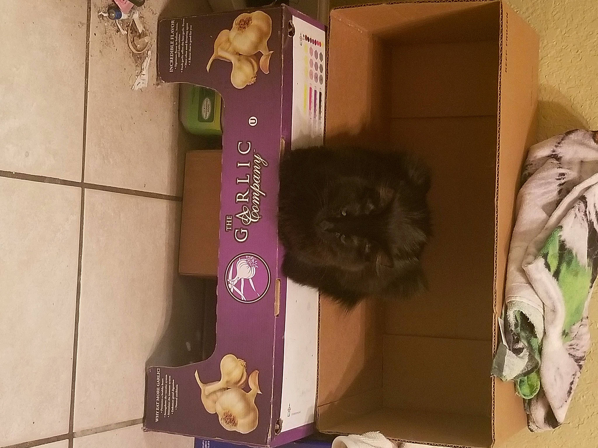 Juju is registered to the contest to win money with this photo: brown, felidae, font, fur, magenta, natural_material, paper, paper_product, pet_supply, product, purple, rectangle, room, small_to_medium_sized_cats, tail, violet, wood