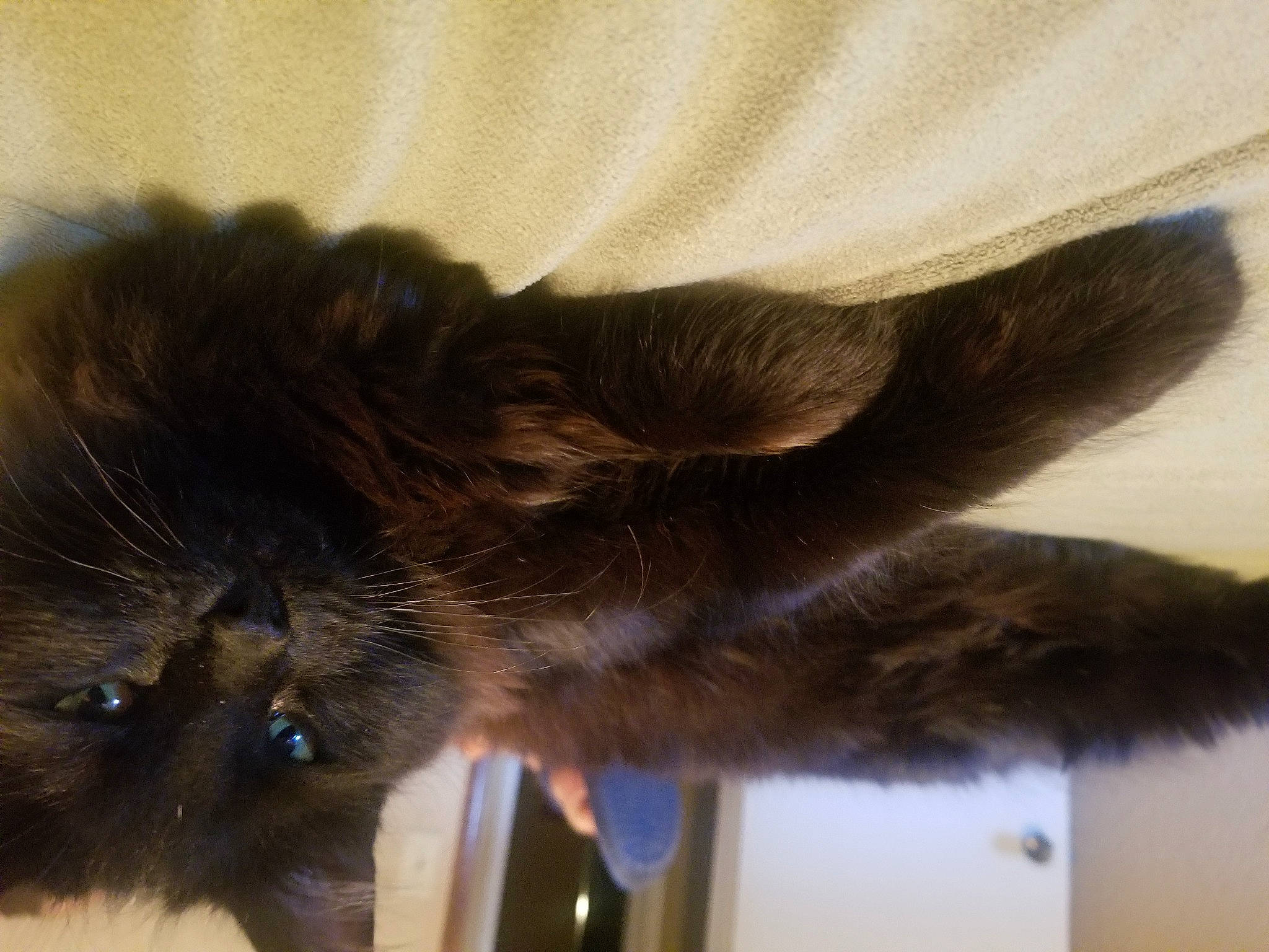 Juju is registered to the contest to win money with this photo: black_cat, canidae, carnivore, cat, claw, comfort, dog_breed, domestic_short_haired_cat, ear, fawn, felidae, fur, gesture, liver, paw, small_to_medium_sized_cats, snout, sporting_group, tail, whiskers