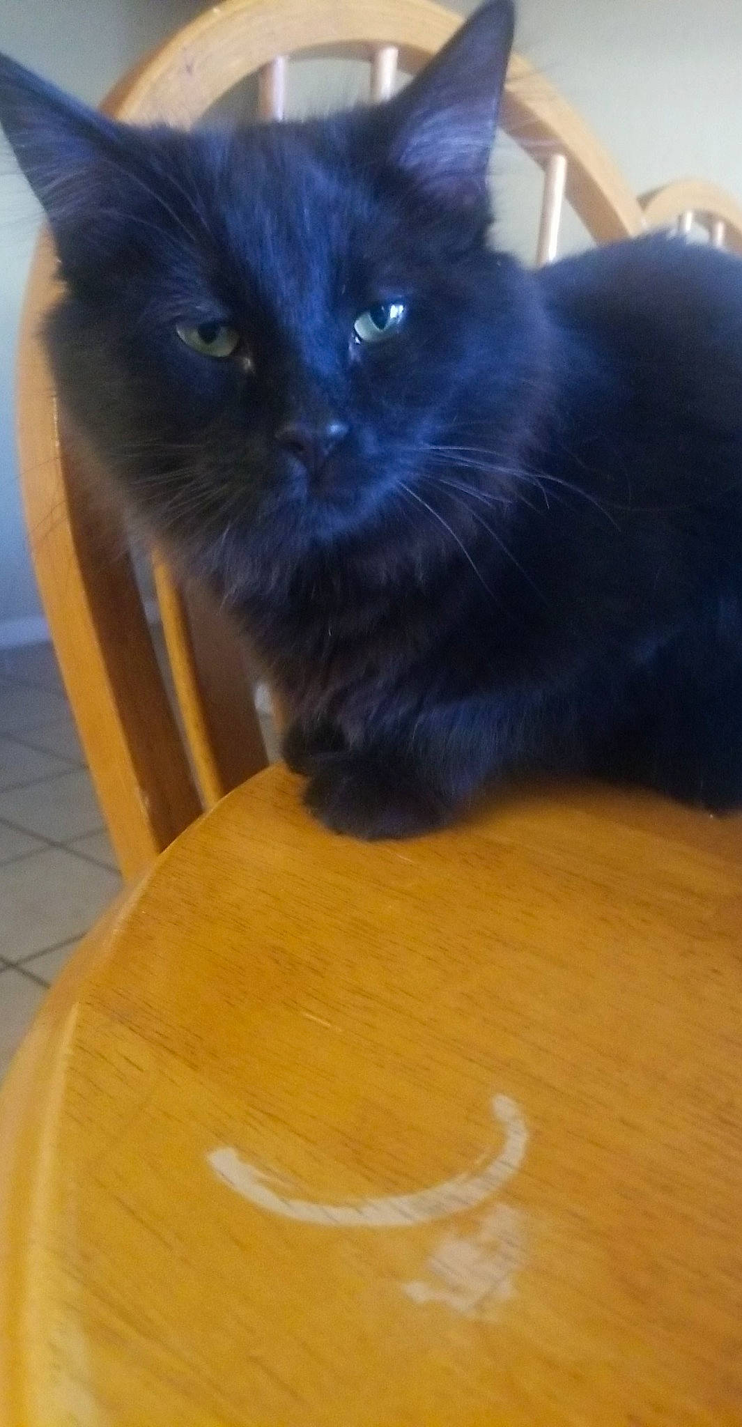 Juju is registered to the contest to win money with this photo: black_cat, bombay, carnivore, cat, chair, comfort, domestic_short_haired_cat, electric_blue, felidae, flooring, fur, hardwood, plant, small_to_medium_sized_cats, string_instrument, tail, terrestrial_animal, whiskers, wood, wood_stain