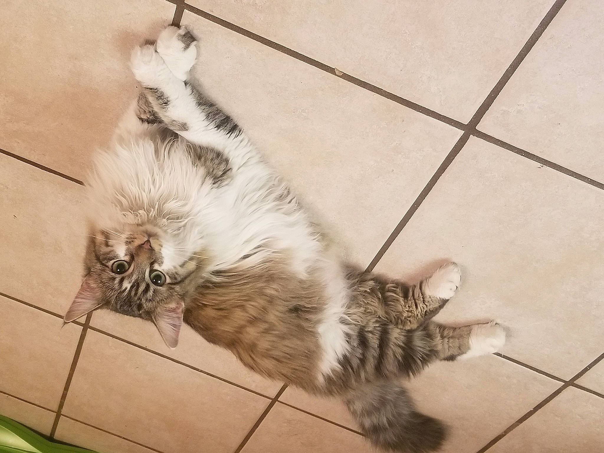 Cookie joined the competition — help win amazing prizes! carnivore, cat, claw, domestic_short_haired_cat, fawn, felidae, floor, flooring, fur, grey, metal, monochrome, monochrome_photography, paw, small_to_medium_sized_cats, snout, tail, terrestrial_animal, whiskers, wood