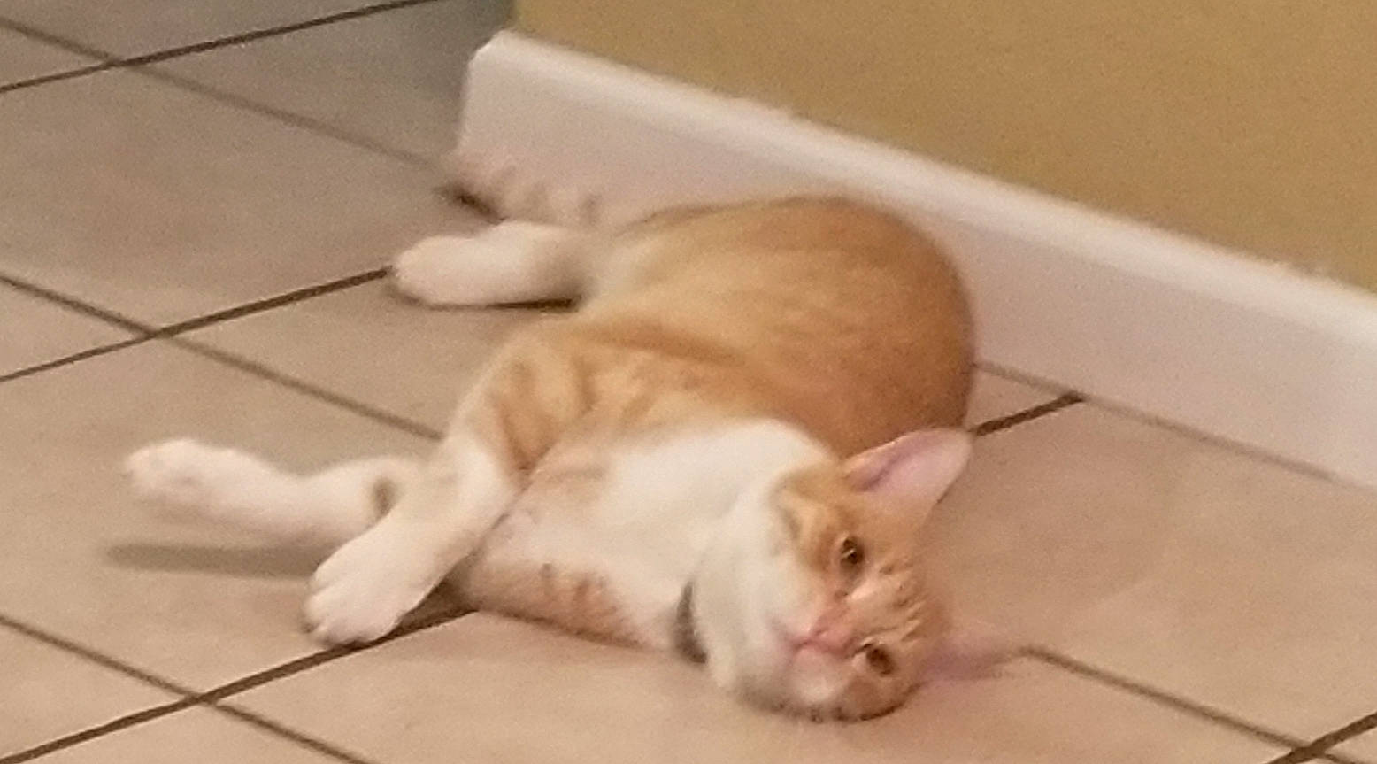 Banshee is registered to the contest to win money with this photo: carnivore, cat, claw, comfort, companion_dog, dog_breed, domestic_short_haired_cat, fawn, felidae, floor, flooring, foot, fur, hardwood, paw, small_to_medium_sized_cats, snout, tail, whiskers, wood