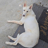 Casper joined the competition — help win amazing prizes! dog, white_dog, lying_down, mat, concrete_floor, pet, canine, outdoor, relaxed, fur, ears, tail, animal, looking_back, quiet, resting, home, companion, domestic_animal, quiet_moment