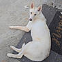 dog, white_dog, lying_down, mat, concrete_floor, pet, canine, outdoor, relaxed, fur, ears, tail, animal, looking_back, quiet, resting, home, companion, domestic_animal, quiet_moment