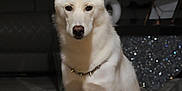 Casper is registered to the contest to win money with this photo: dog, white_dog, indoor, sitting, pet, collar, spiked_collar, ears, animal, fur, canine, portrait, domestic_animal, looking_at_camera, floor, furniture, living_room, house, calm, alert