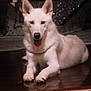 Casper joined the competition — help win amazing prizes! dog, white_dog, lying_down, pet, indoor, floor, tongue_out, happy, relaxed, canine, fur, animal, domestic_animal, ears, collar, wooden_floor, background, sparkle, portrait, companion