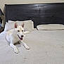 Casper joined the competition — help win amazing prizes! dog, bed, pillow, headboard, lamp, water_bottle, tongue_out, indoor, light_colored_dog, wooden_furniture, resting, happy, pet, canine, bedroom, furniture, smiling, relaxed, carpet, domestic