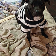 Ivy joined the competition — help win amazing prizes! dog, black_dog, pet, striped_shirt, blanket, indoors, curious, ears, fur, canine, bedroom, comfort, clothing, looking, animal, domestic_animal, laying_blanket, soft_texture, cute, companion
