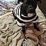 dog, black_dog, pet, striped_shirt, blanket, indoors, curious, ears, fur, canine, bedroom, comfort, clothing, looking, animal, domestic_animal, laying_blanket, soft_texture, cute, companion