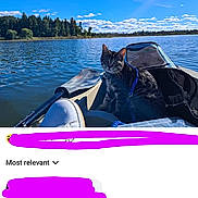 Mimi is registered to the contest to win money with this photo: cat, tabby_cat, kayak, lake, water, paddle, footwear, outdoor, nature, trees, sky, clouds, harness, pet, animal, recreation, calm, daytime, adventure, wildlife