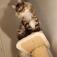 Baguera a rejoint le concours — aidez-le/la à gagner de superbes lots ! cat, fluffy, scratching_post, perched, tail, green_eyes, indoor, feline, pet, curious, long_fur, tabby, animal, domestic_cat, whiskers, claws, sitting, looking_down, shadow, beige
