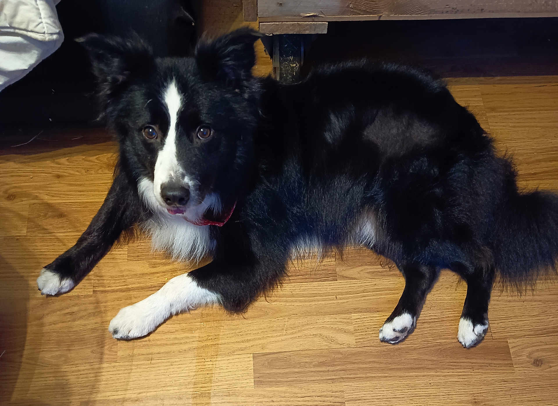 Opium a rejoint le concours — aidez-le/la à gagner de superbes lots ! dog, black_and_white, lying_down, floor, wooden_floor, pet, indoor, canine, fur, animal, looking_up, ears, collar, paw, domestic_animal, mammal, cute, companion, relaxed, home