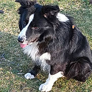 Opium a rejoint le concours — aidez-le/la à gagner de superbes lots ! dog, border_collie, black_and_white, grass, outdoor, animal, pet, sitting, tongue_out, ears_up, sunlight, nature, fur, mammal, playful, butterfly, summer, happy, cute, companion