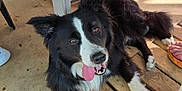 Opium participe au concours pour gagner de l'argent avec cette photo : dog, border_collie, black_and_white, tongue_out, lying_down, wooden_floor, human_legs, feet, patio, sunlight, shadow, outdoor, pet, animal, happy, relaxed, fur, ears, nose, expression