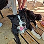 dog, border_collie, black_and_white, tongue_out, lying_down, wooden_floor, human_legs, feet, patio, sunlight, shadow, outdoor, pet, animal, happy, relaxed, fur, ears, nose, expression
