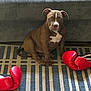 puppy, dog, brown_dog, boxing_gloves, rug, striped_rug, indoor, pet, animal, cute, sitting, furniture, sofa, floor, domestic, young_dog, playful, resting, white_marking, ears