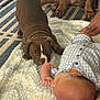 puppy, dog, baby, blanket, carpet, hand, floor, indoor, curious, playing, young, brown, white_stripe, person, patterned_rug, cloth, cute, interaction, animal, infant