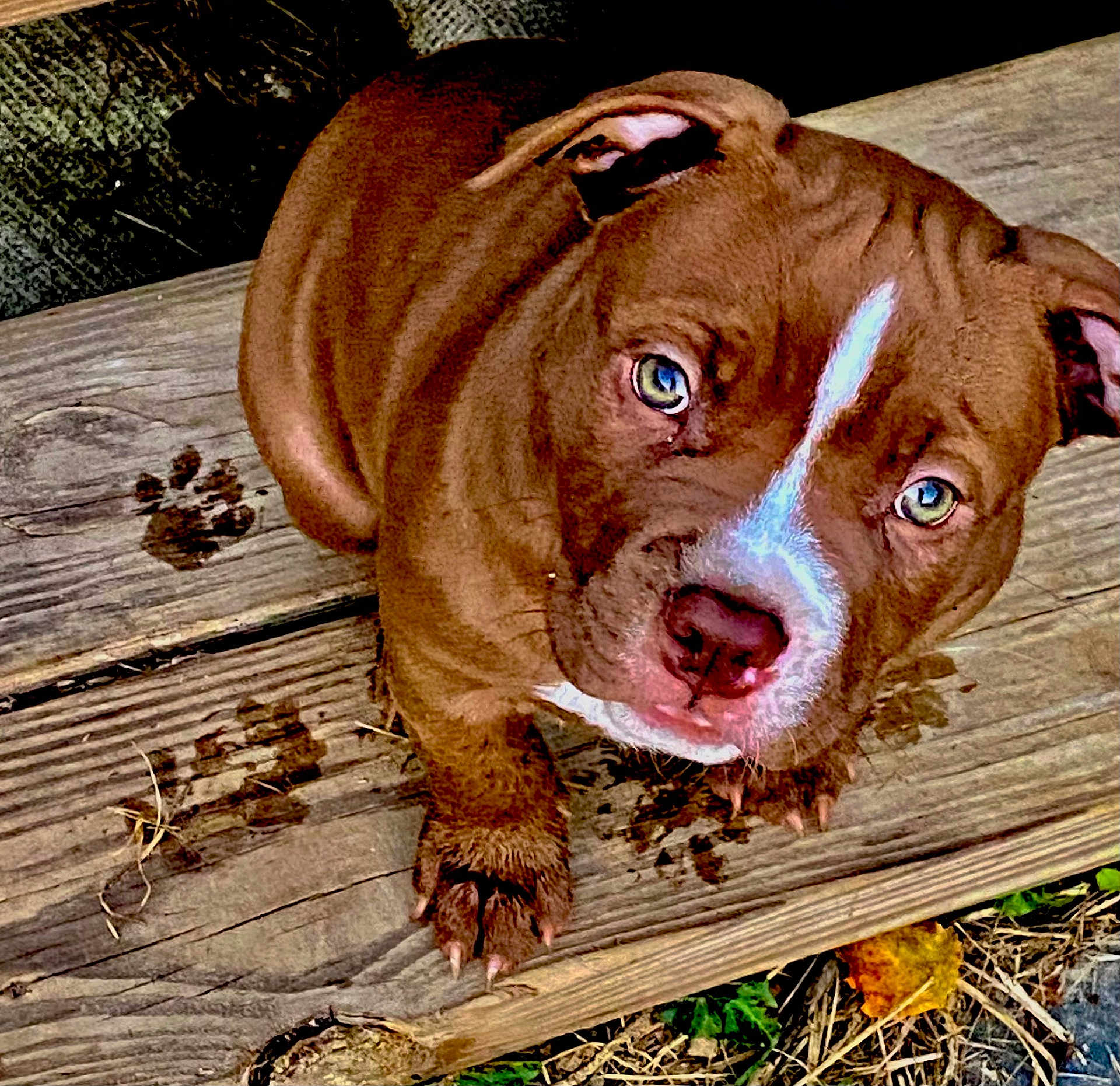 Phat Boy