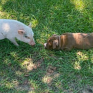Phat Boy is registered to the contest to win money with this photo: piglet, puppy, grass, outdoor, animals, nature, sunlight, shadows, greenery, playful, curious, friendship, nose_to_nose, young_animals, daytime, pet, mammal, farm_animal, canine, closeup