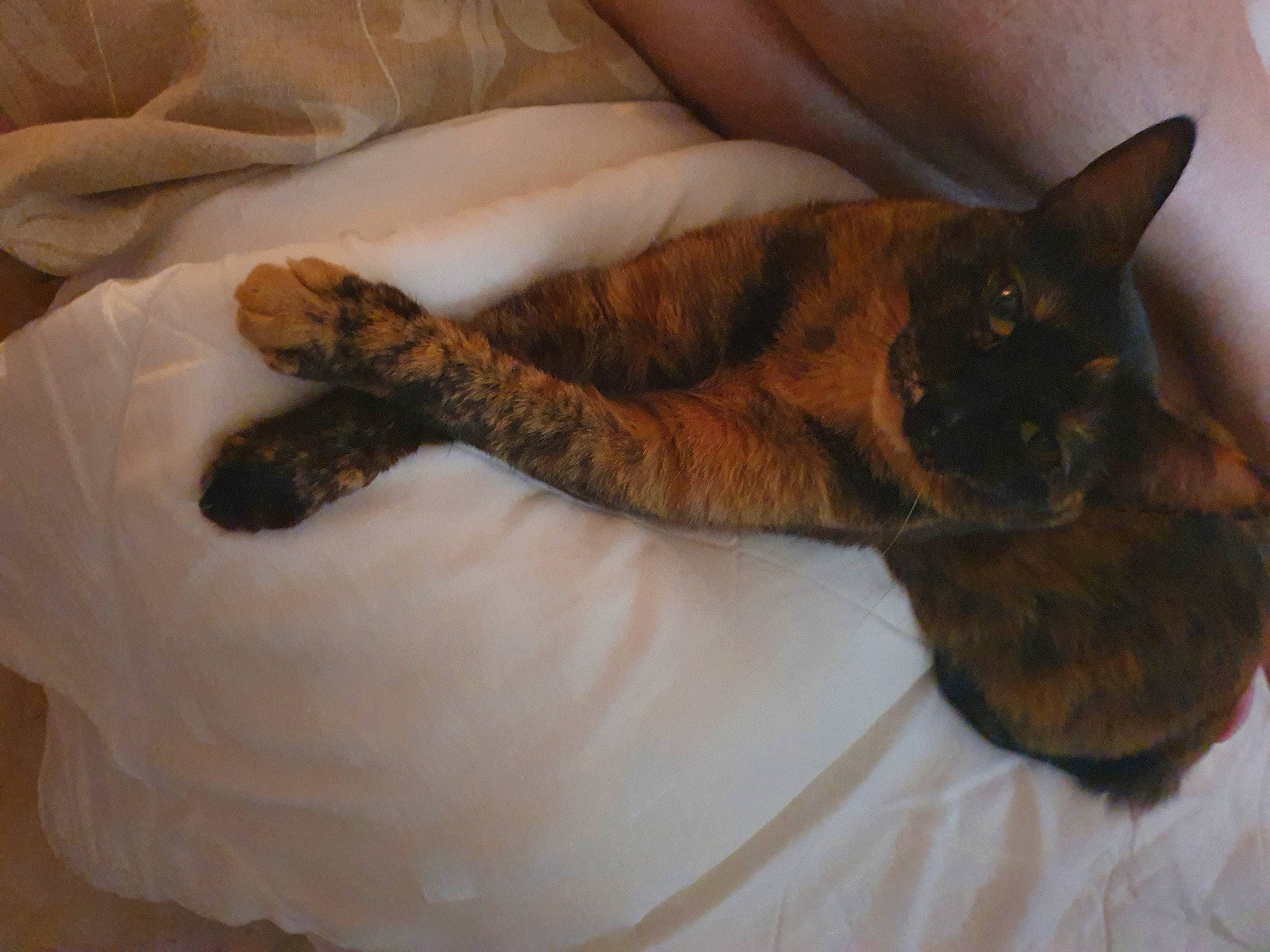 Nougat participe au concours pour gagner de l'argent avec cette photo : bed, carnivore, cat, claw, comfort, dog_breed, domestic_short_haired_cat, fawn, felidae, fur, linens, liver, mammal, paw, room, small_to_medium_sized_cats, tail, terrestrial_animal, textile, whiskers