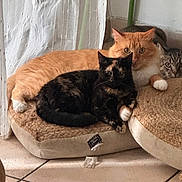 Coco - a rejoint le concours — aidez-le/la à gagner de superbes lots ! animal, black_cat, cat, cats, companions, cozy, curtains, cute, feline, fur, home, indoor, looking, orange_cat, pet_bed, relaxing, resting, tabby_cat, three_animals, tiled_floor