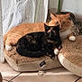 animal, black_cat, cat, cats, companions, cozy, curtains, cute, feline, fur, home, indoor, looking, orange_cat, pet_bed, relaxing, resting, tabby_cat, three_animals, tiled_floor