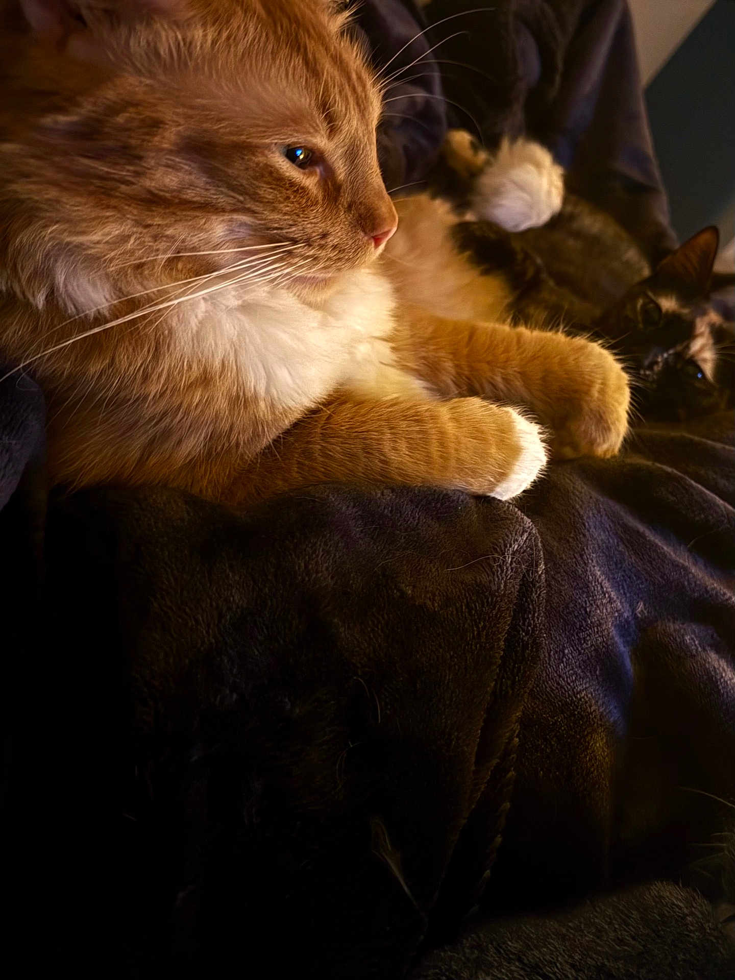 Coco -