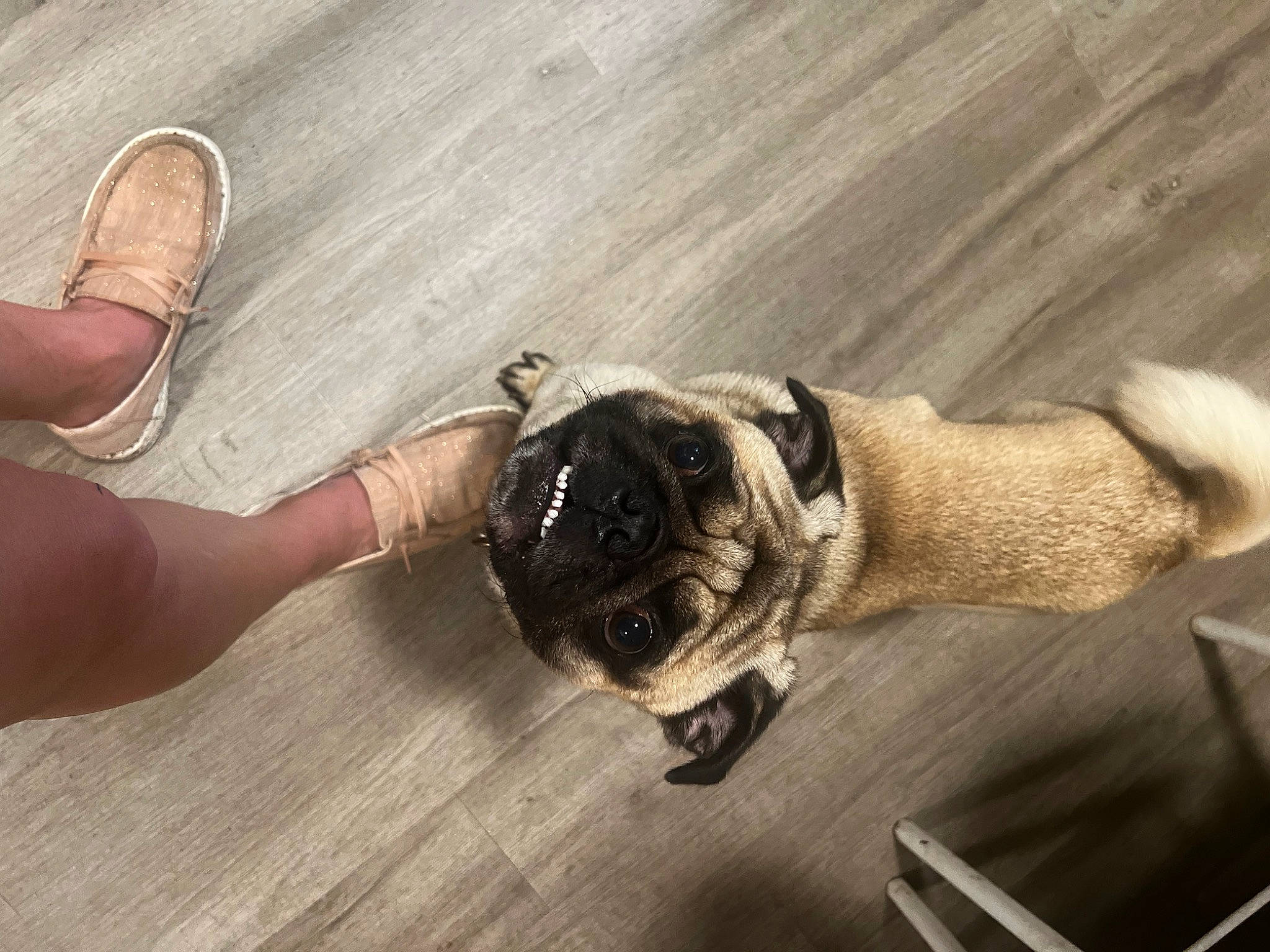 Jello Man Fu is registered to the contest to win money with this photo: automotive_tire, canidae, carnivore, companion_dog, dog, dog_breed, fawn, flooring, foot, hardwood, human_leg, paw, pug, snout, sporting_group, tail, toy_dog, wood, working_animal, wrist