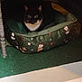 cat, black_and_white_cat, pet_bed, christmas_pattern, green_bed, wicker_table, carpet, indoor, animal, cozy, resting_cat, feline, looking_at_camera, cute, small_pet, domestic_cat, home, furniture, holiday_theme, quiet