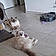 Aslan Et Yumi