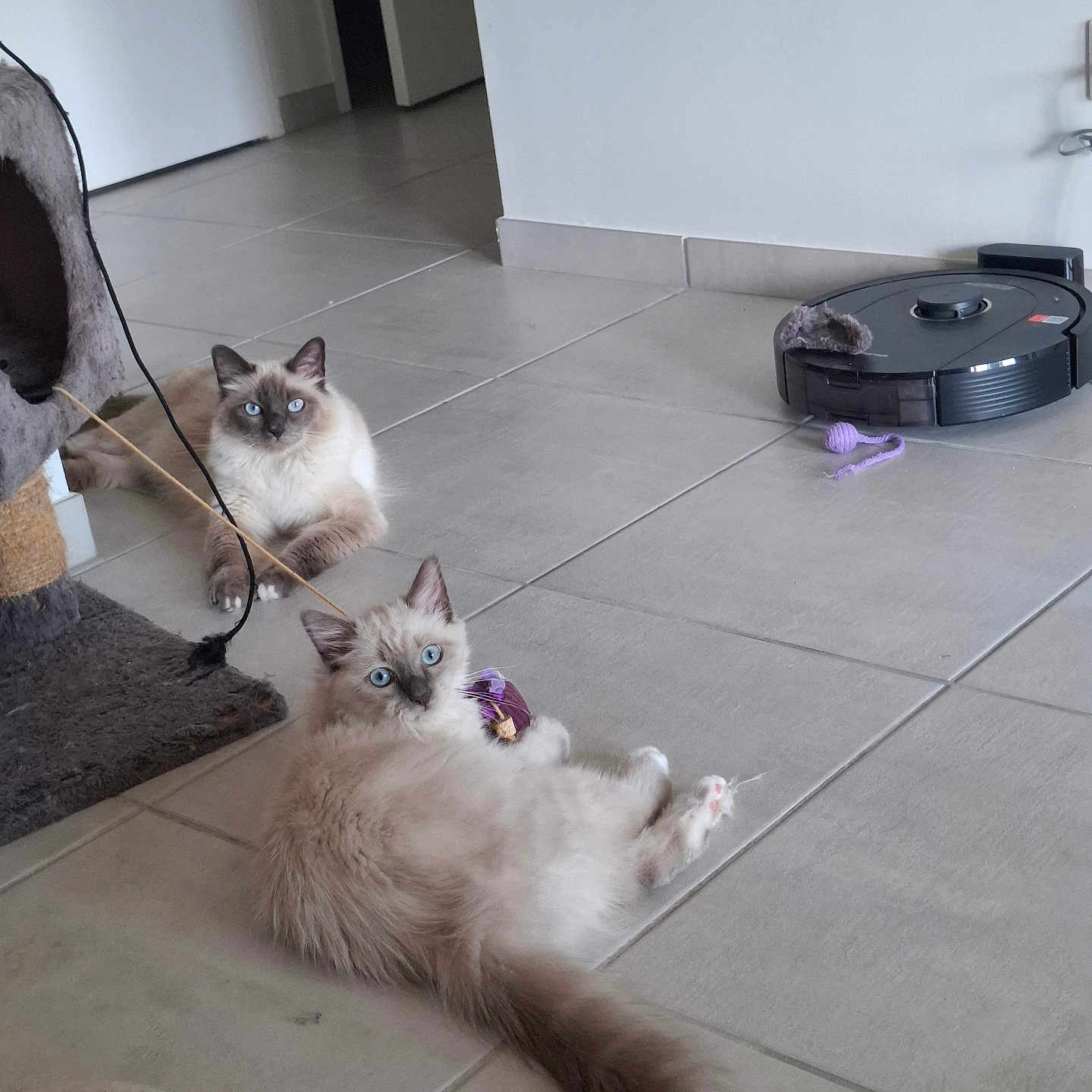 Aslan Et Yumi a rejoint le concours — aidez-le/la à gagner de superbes lots ! animal, blue_eyes, cat, cat_tree, cats, cute, domestic, feline, floor, fluffy, home, indoor, living_room, pet, playful, relaxed, resting, robot_vacuum, tile, toy
