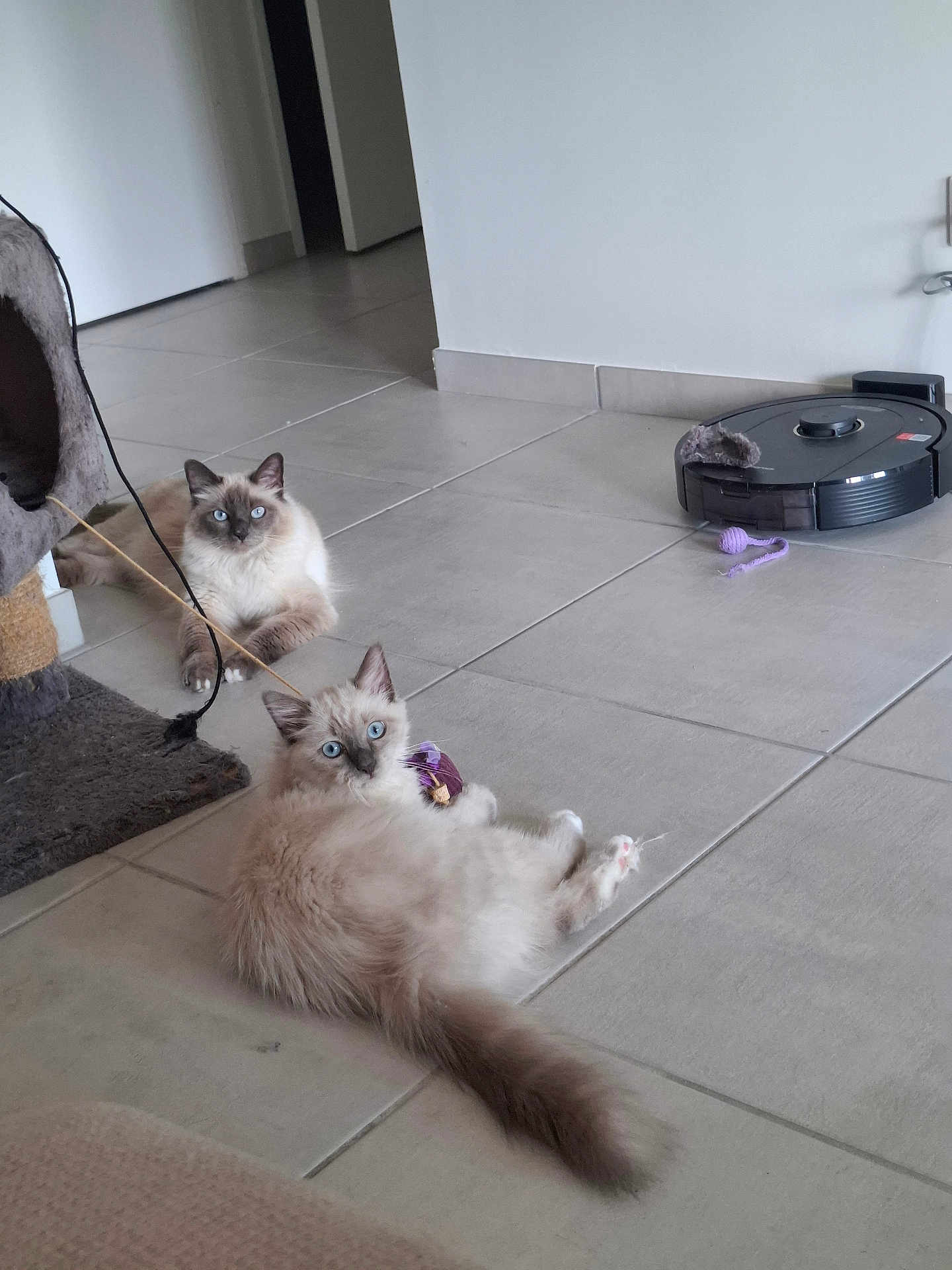 Aslan Et Yumi