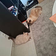 Aslan Et Yumi a rejoint le concours — aidez-le/la à gagner de superbes lots ! animals, black_shelf, cables, carpet, cute, domestic, electronics, feline, floor, fluffy, fur, gray, home, indoor, light_beige, pets, relaxed, resting, tiled_floor, two_cats