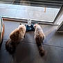 Aslan Et Yumi participe au concours pour gagner de l'argent avec cette photo : animal, calm, cat, companion, domestic, eating, feeding_station, feline, fluffy, fur, glass_door, indoor, light_shadow, pet, quiet, reflection, tail, tile_floor, two_cats, window