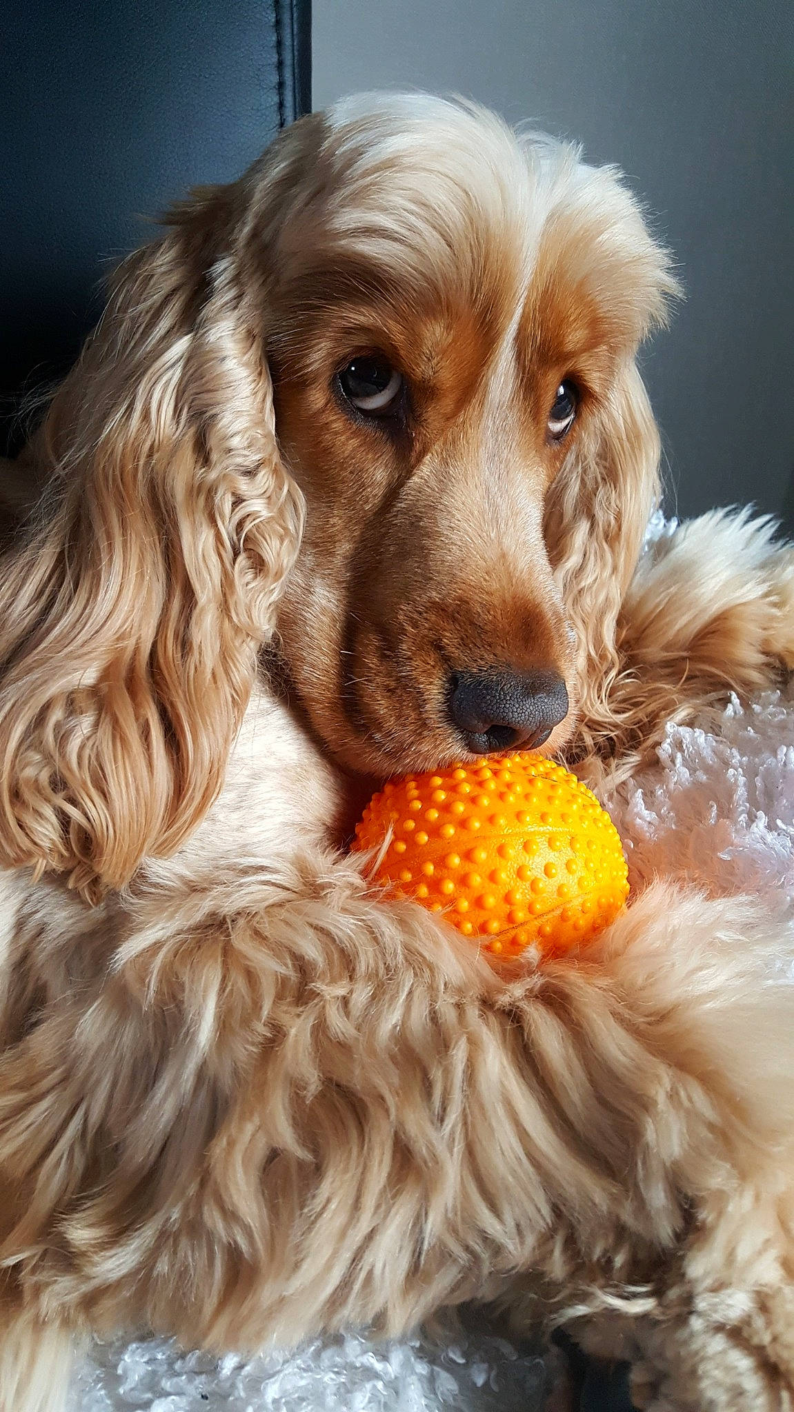 Tobby participe au concours pour gagner de l'argent avec cette photo : american_cocker_spaniel, ball, canidae, carnivore, cocker_spaniel, companion_dog, dog, dog_breed, dog_toy, english_cocker_spaniel, field_spaniel, german_spaniel, mammal, rare_breed_dog, russian_spaniel, setter, snout, spaniel, sporting_group, vertebrate