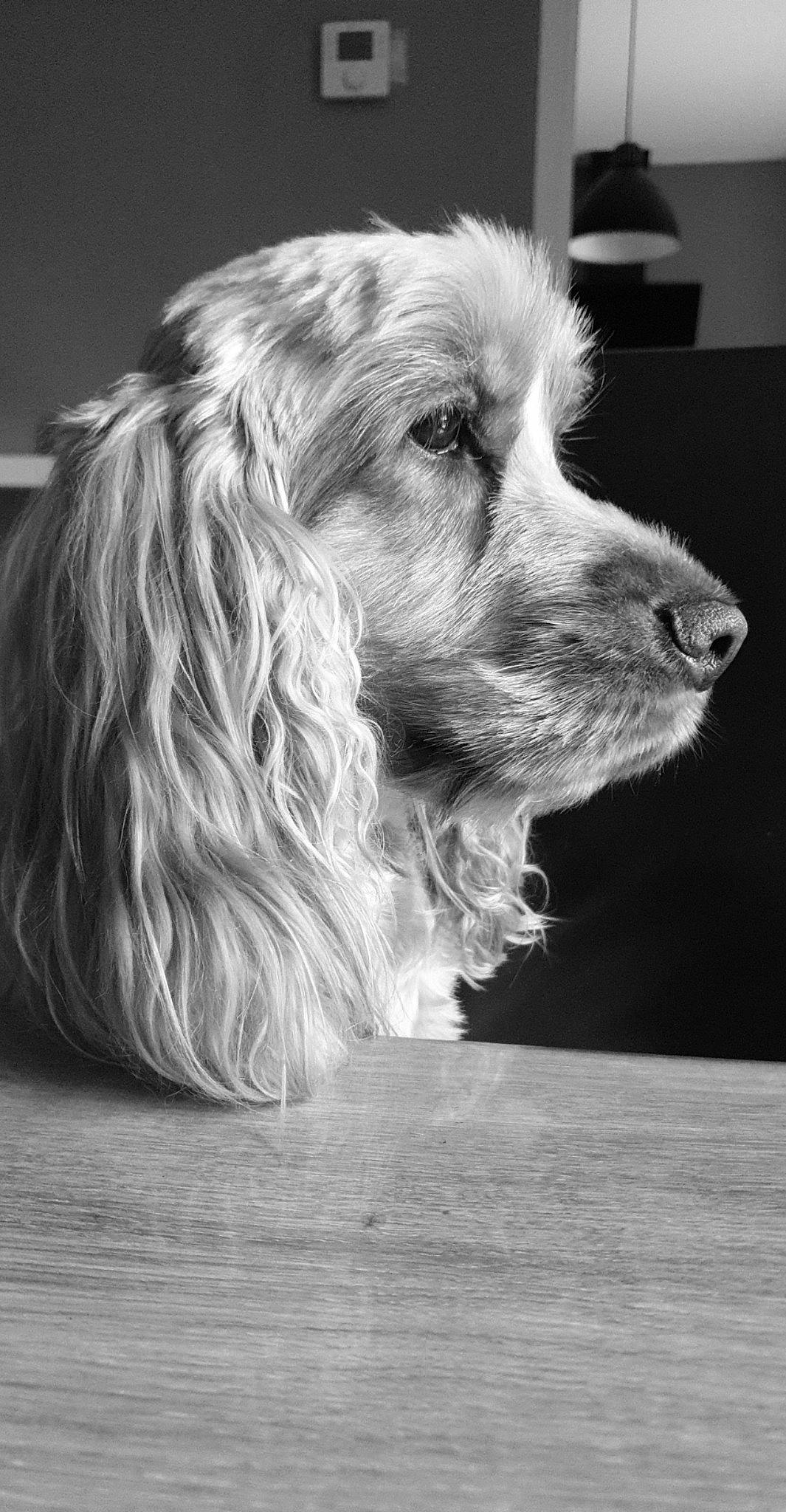 Tobby a rejoint le concours — aidez-le/la à gagner de superbes lots ! american_cocker_spaniel, black_and_white, canidae, carnivore, cocker_spaniel, companion_dog, dog, dog_breed, english_cocker_spaniel, irish_setter, mammal, rare_breed_dog, russian_spaniel, setter, snout, spaniel, sporting_group, vertebrate