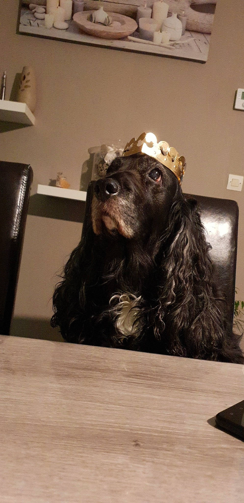 Tobby participe au concours pour gagner de l'argent avec cette photo : american_cocker_spaniel, bolonka, boykin_spaniel, canidae, carnivore, cocker_spaniel, dog, dog_breed, english_cocker_spaniel, mammal, rare_breed_dog, spaniel, sporting_group, vertebrate