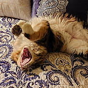 Buttercup joined the competition — help win amazing prizes! cat, calico, feline, bed, bedding, pillow, nightstand, wood_furniture, yawning, mouth_open, tongue, paw, fluffy, fur, quilt, pattern, indoor, bedroom, resting, cozy