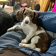 Kahli Mae joined the competition — help win amazing prizes! brown, casual, comfort, cozy, crate, dog, ears, eyes, fur, home, indoor, jeans, lap, person, pet, puppy, relaxed, sitting, white, wood_paneling