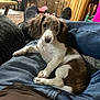 brown, casual, comfort, cozy, crate, dog, ears, eyes, fur, home, indoor, jeans, lap, person, pet, puppy, relaxed, sitting, white, wood_paneling