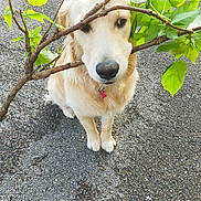 Vahiana participe au concours pour gagner de l'argent avec cette photo : dog, golden_retriever, branch, leaves, outdoor, pet, animal, pavement, nature, leafy, canine, fur, muzzle, collar, pink_tag, greenery, standing, cute, calm, daylight