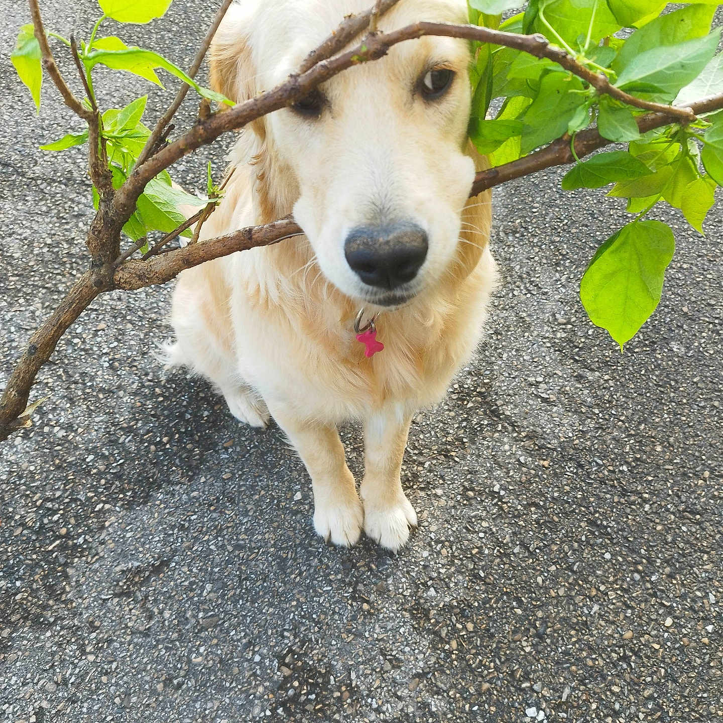 Vahiana participe au concours pour gagner de l'argent avec cette photo : dog, golden_retriever, branch, leaves, outdoor, pet, animal, pavement, nature, leafy, canine, fur, muzzle, collar, pink_tag, greenery, standing, cute, calm, daylight