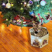 Ginger is registered to the contest to win money with this photo: kitten, cat, box, christmas_tree, ornaments, lights, tree_skirt, wooden_floor, holiday, decorations, indoor, pet, festive, curious, tabby, small, cute, animal, christmas, cozy
