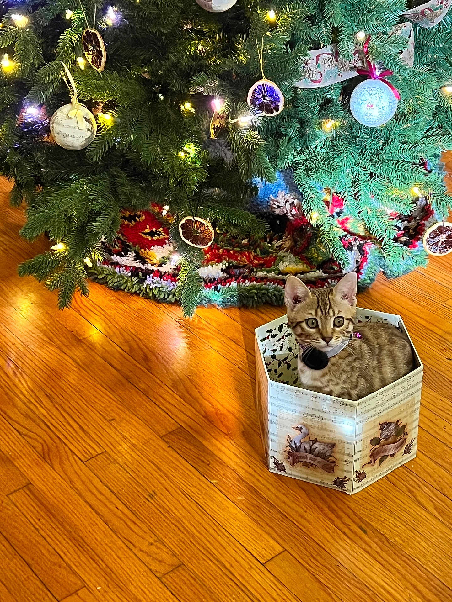 Ginger is registered to the contest to win money with this photo: kitten, cat, box, christmas_tree, ornaments, lights, tree_skirt, wooden_floor, holiday, decorations, indoor, pet, festive, curious, tabby, small, cute, animal, christmas, cozy