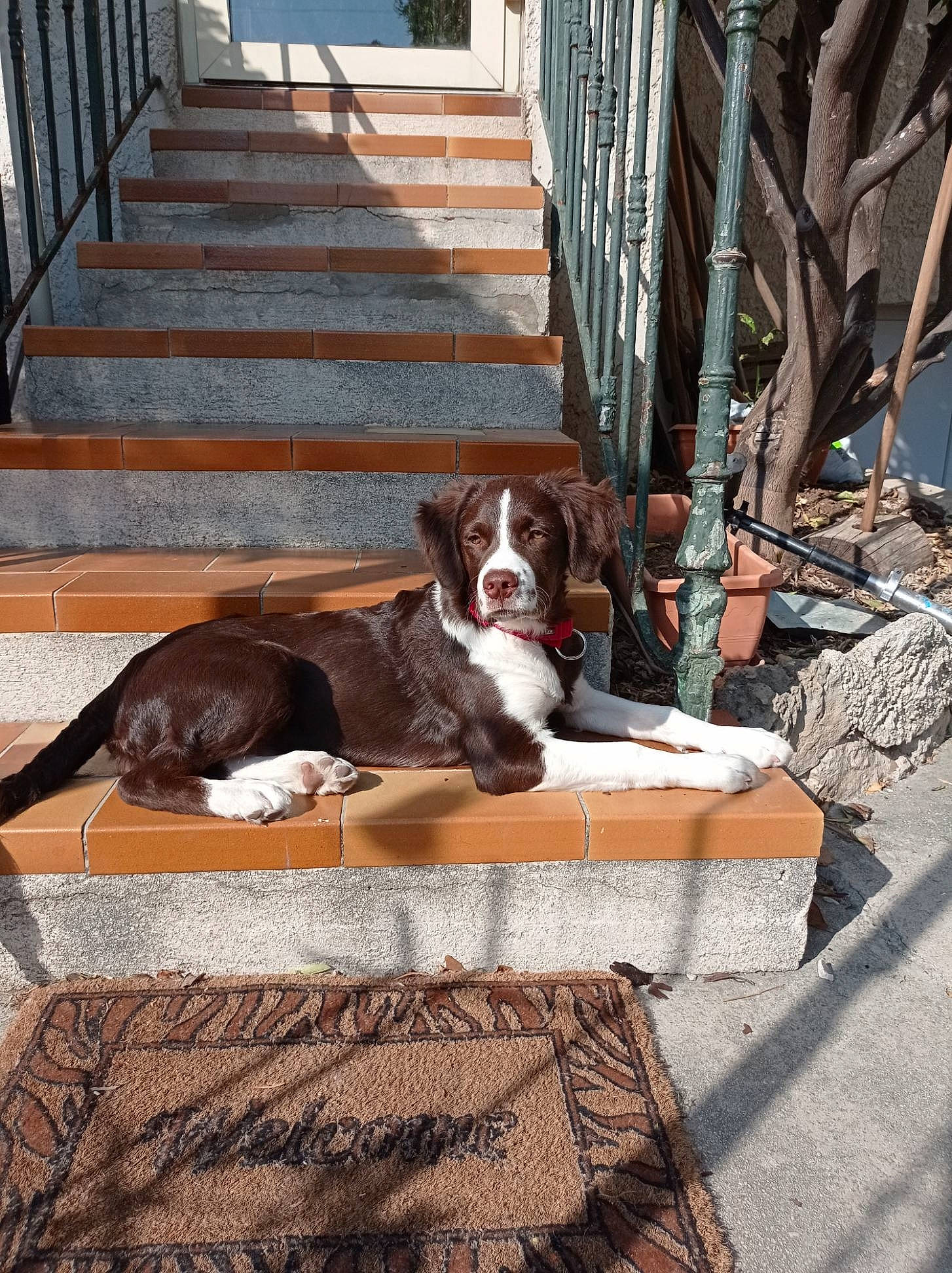 Darwin participe au concours pour gagner de l'argent avec cette photo : brickwork, brown, canidae, carnivore, comfort, companion_dog, dog, dog_breed, dog_supply, fawn, floor, flooring, hardwood, liver, outdoor_furniture, pet_supply, sporting_group, stairs, wood, working_animal