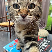 Ouistiti a rejoint le concours — aidez-le/la à gagner de superbes lots ! cat, kitten, tabby, whiskers, closeup, indoor, curious, paw, book, chair, furniture, floor, window, greenery, pet, animal, young, cute, domestic, playful