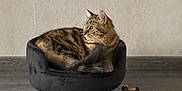 Ouistiti a rejoint le concours — aidez-le/la à gagner de superbes lots ! cat, tabby, pet_chair, black_chair, gold_legs, toy_dog, wooden_floor, indoor, feline, fluffy, resting, sideways_gaze, plush, modern, minimalist, domestic, animal, cute, pet, cozy