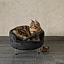 cat, tabby, pet_chair, black_chair, gold_legs, toy_dog, wooden_floor, indoor, feline, fluffy, resting, sideways_gaze, plush, modern, minimalist, domestic, animal, cute, pet, cozy