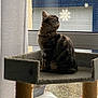 cat, tabby, cat_tree, window, curtain, indoor, pet, feline, fur, animal, looking_up, platform, cozy, home, decor, daylight, paws, ears, whiskers, quiet